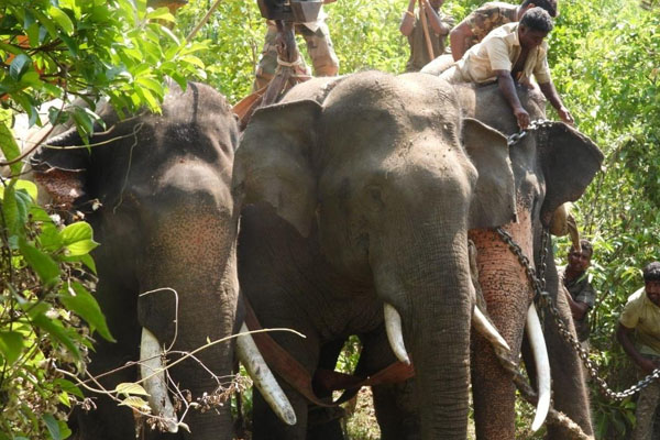 ಸಕಲೇಶಪುರದ ಪುಂಡಾನೆ ಸೆರೆಗೆ ಕಾರ್ಯಾಚರಣೆ ಆರಂಭ: ಭೈರಾಪುರಕ್ಕೆ ಬಂದ ‘ಕುಮ್ಕಿ’ ಟೀಮ್